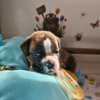 BIMBA 24 JOURS