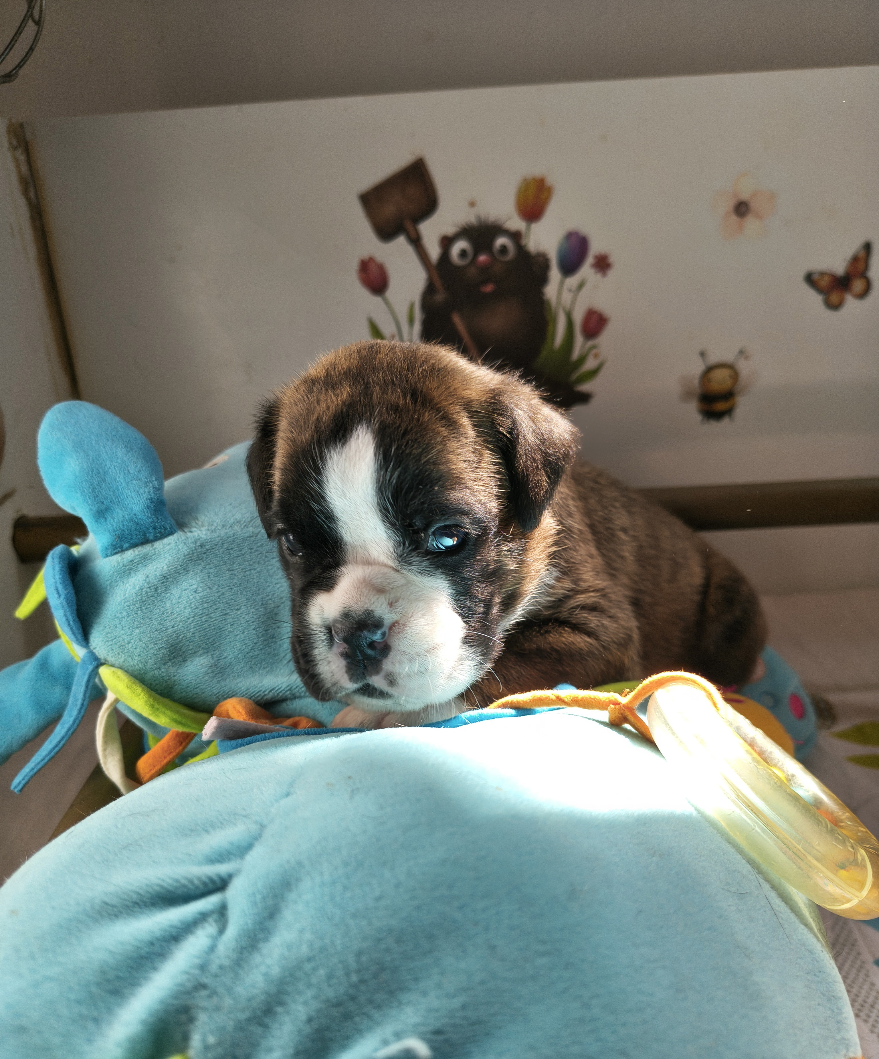 BIMBA 24 JOURS