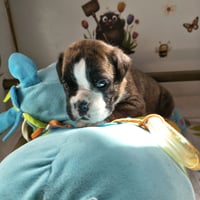 BIMBA 24 JOURS