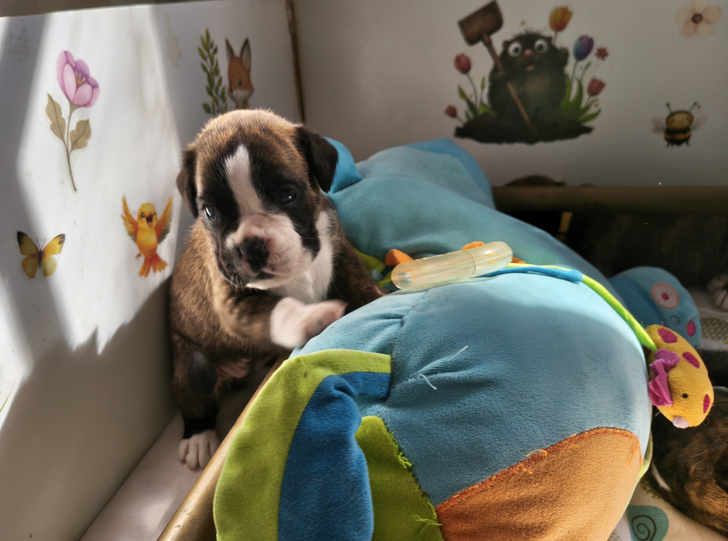 BIMBA 24 JOURS