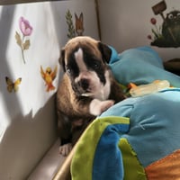BIMBA 24 JOURS