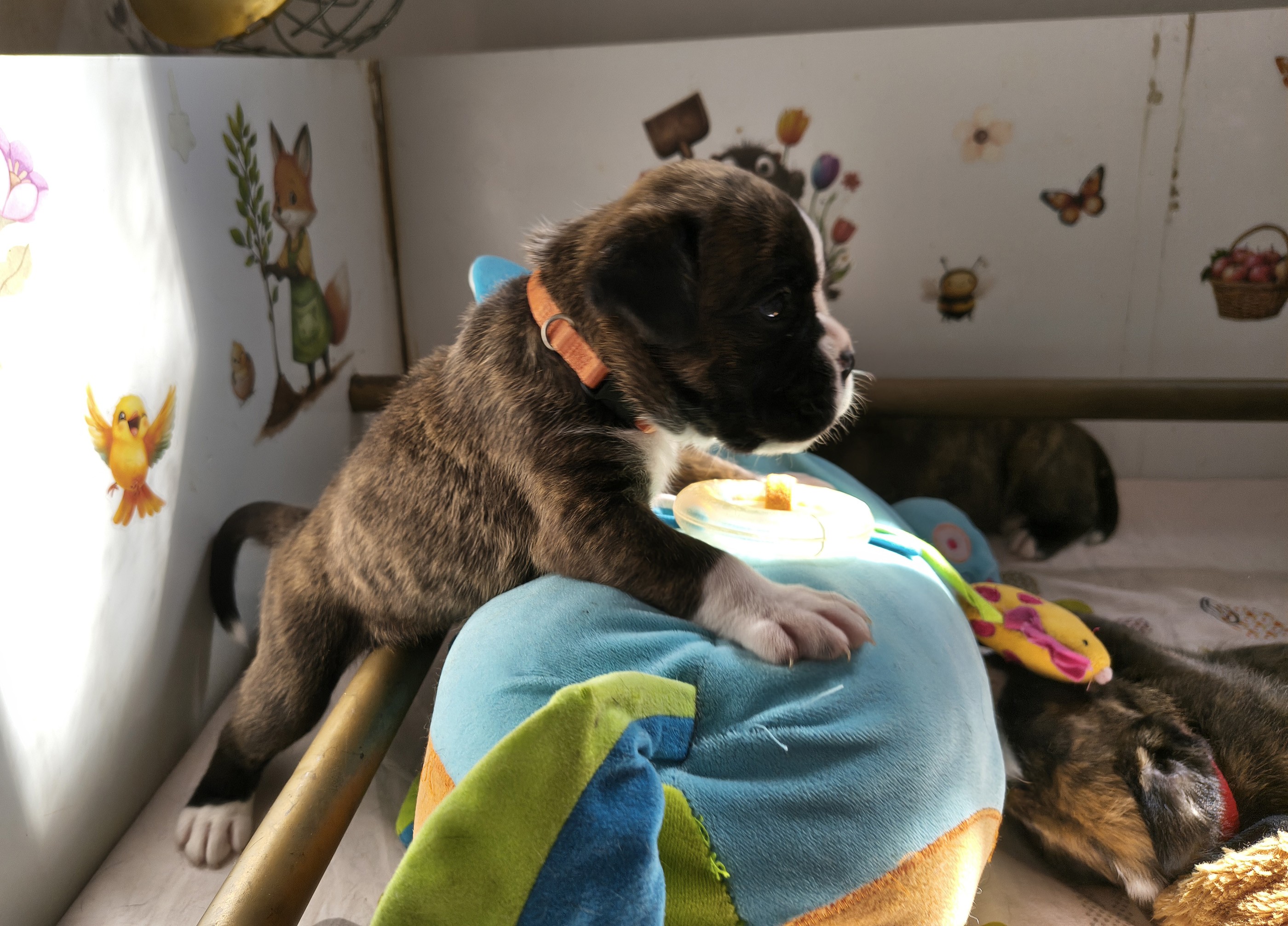 BIMBA 24 JOURS