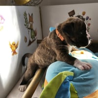BIMBA 24 JOURS