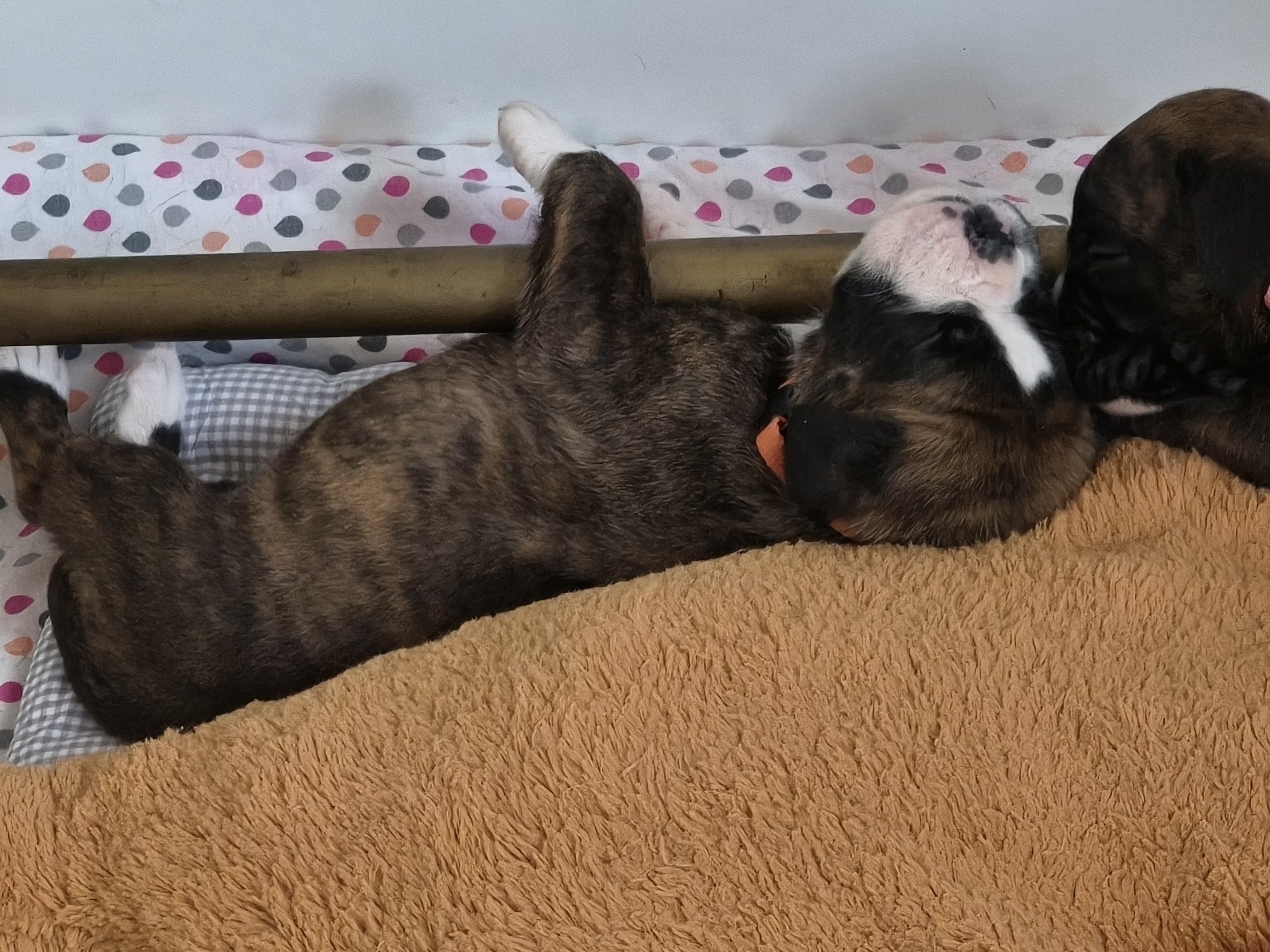BIMBA 24 JOURS
