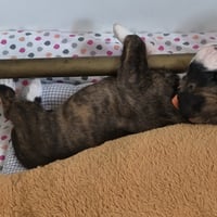 BIMBA 24 JOURS