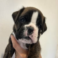 BIMBA 29 JOURS