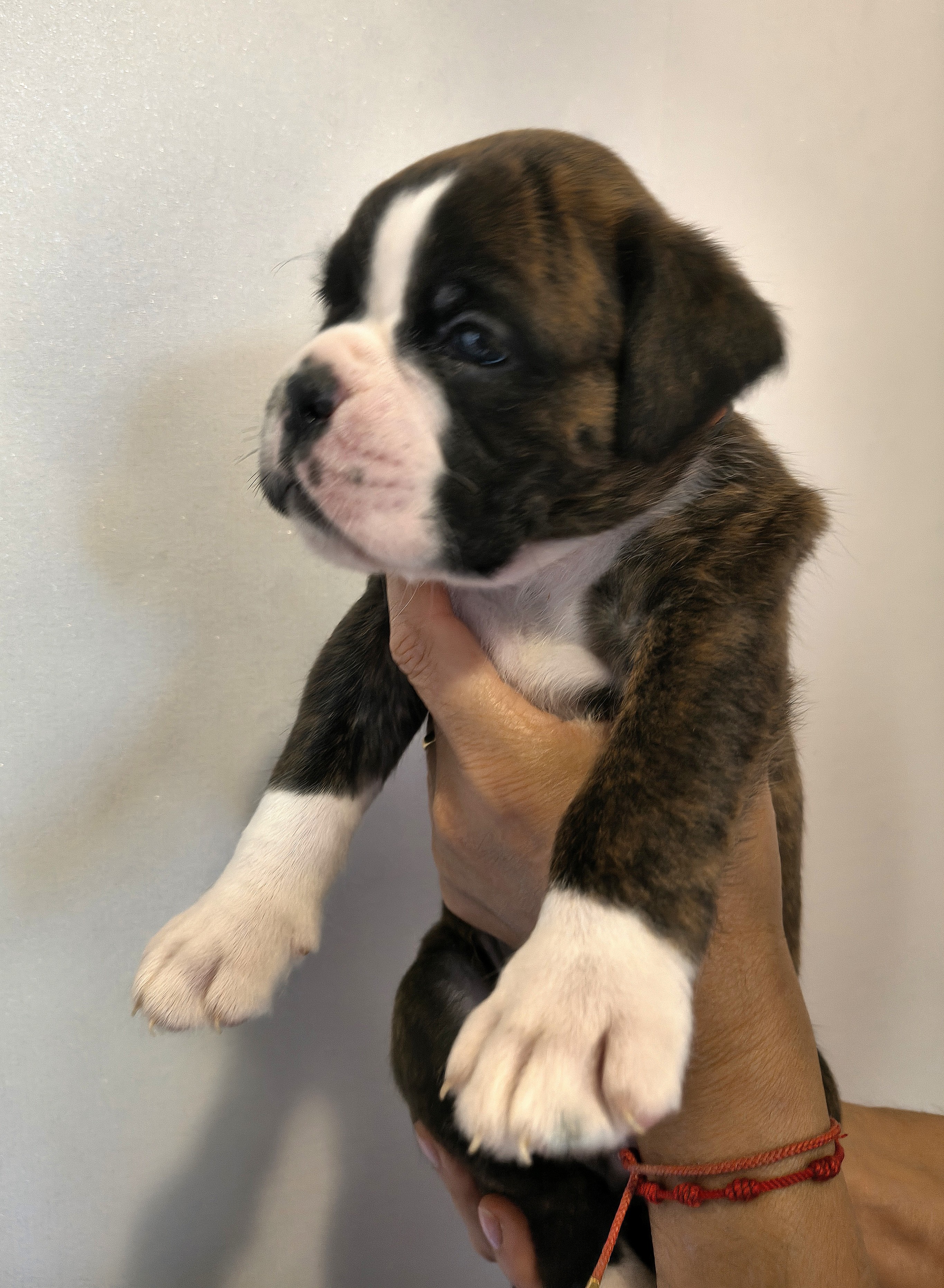 BIMBA 29 JOURS