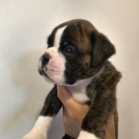 BIMBA 29 JOURS