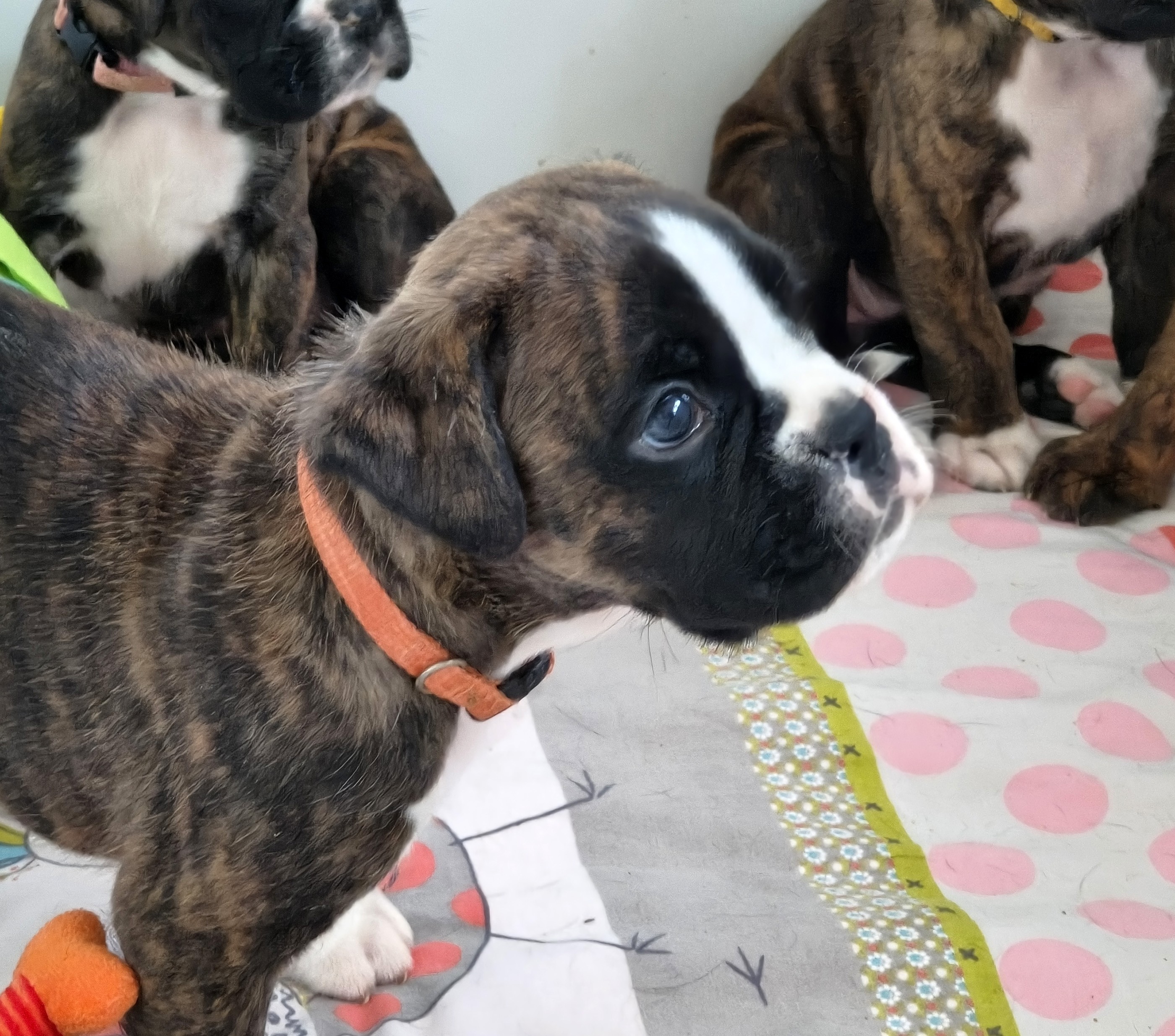 BIMBA 36 JOURS