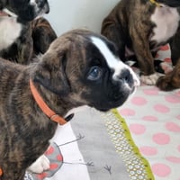 BIMBA 36 JOURS