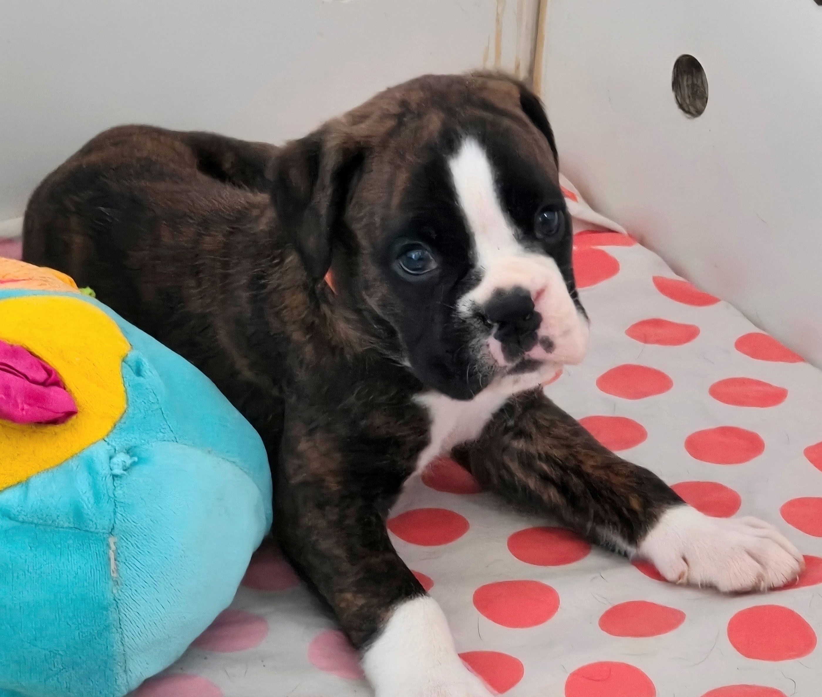 BIMBA 36 JOURS