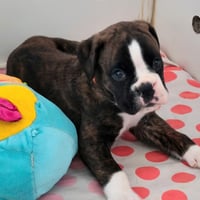BIMBA 36 JOURS
