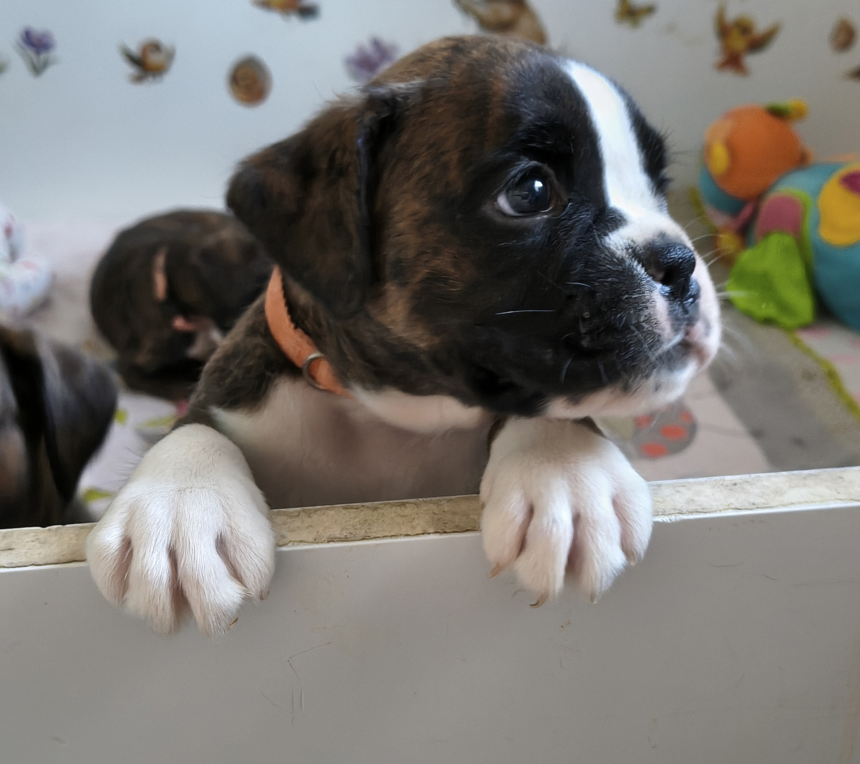 BIMBA 36 JOURS
