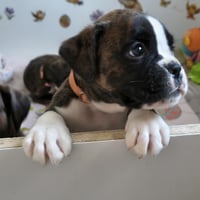 BIMBA 36 JOURS