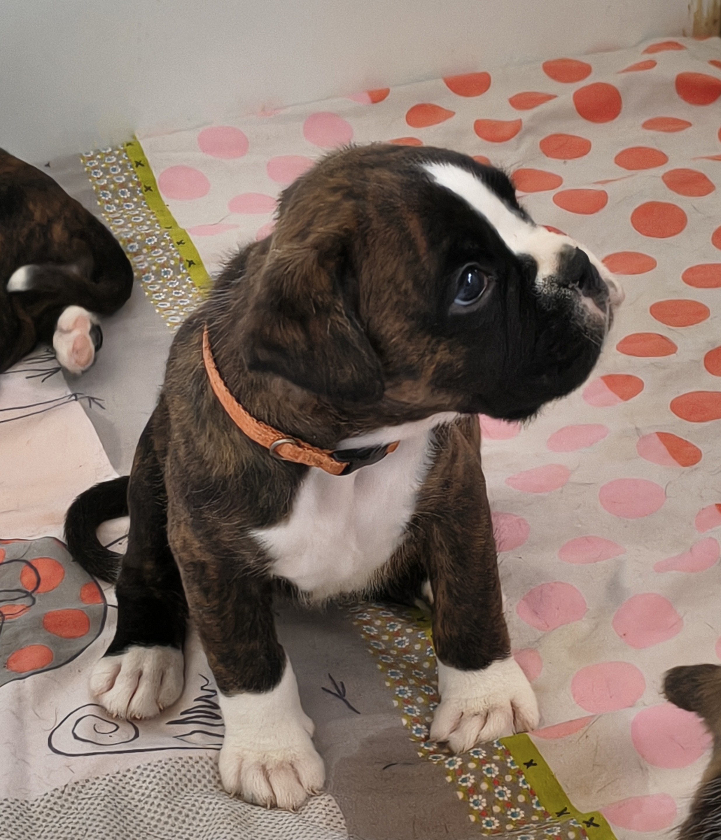 BIMBA 36 JOURS