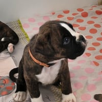BIMBA 36 JOURS