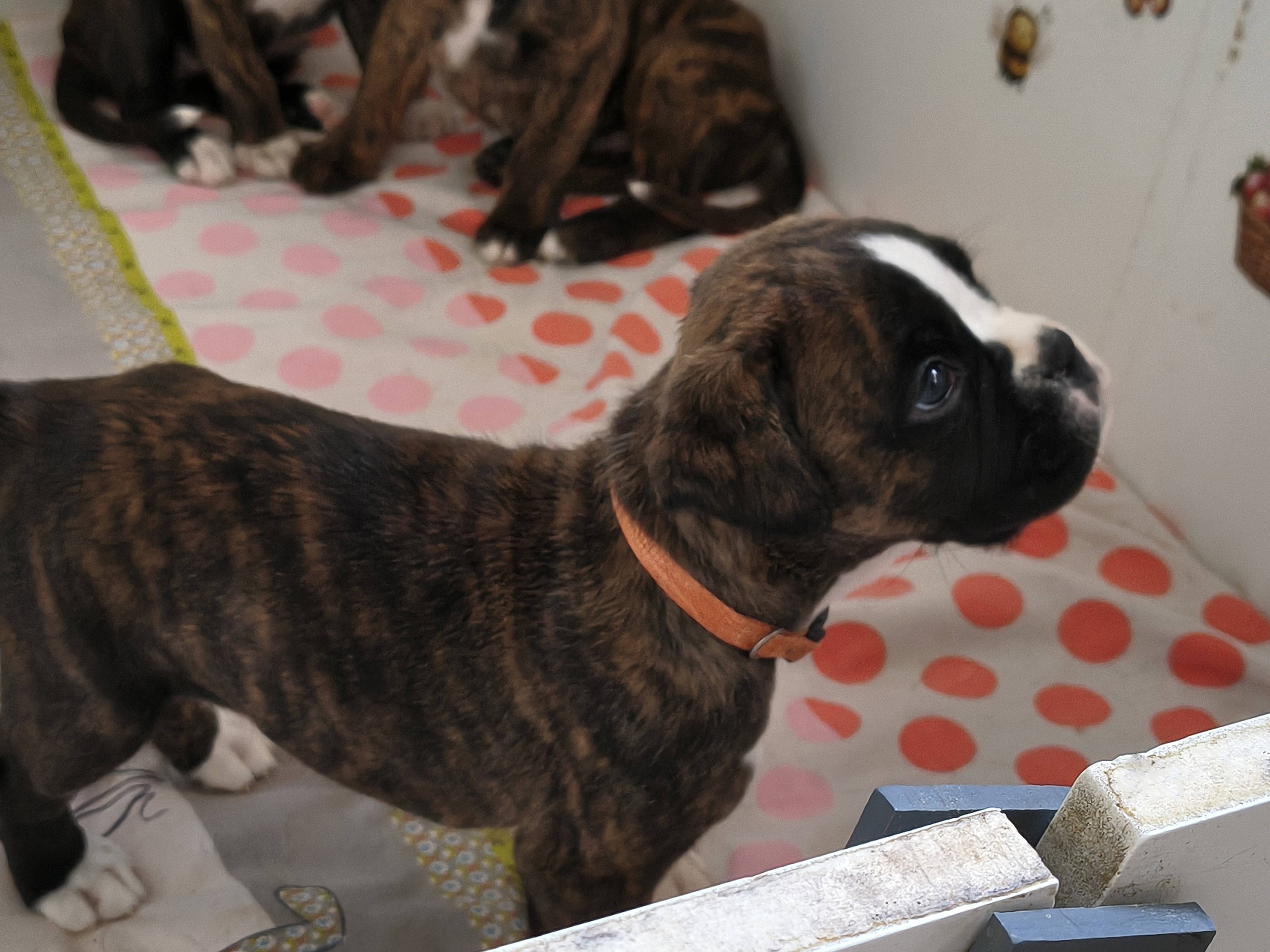BIMBA 36 JOURS