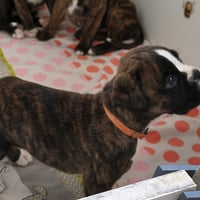 BIMBA 36 JOURS