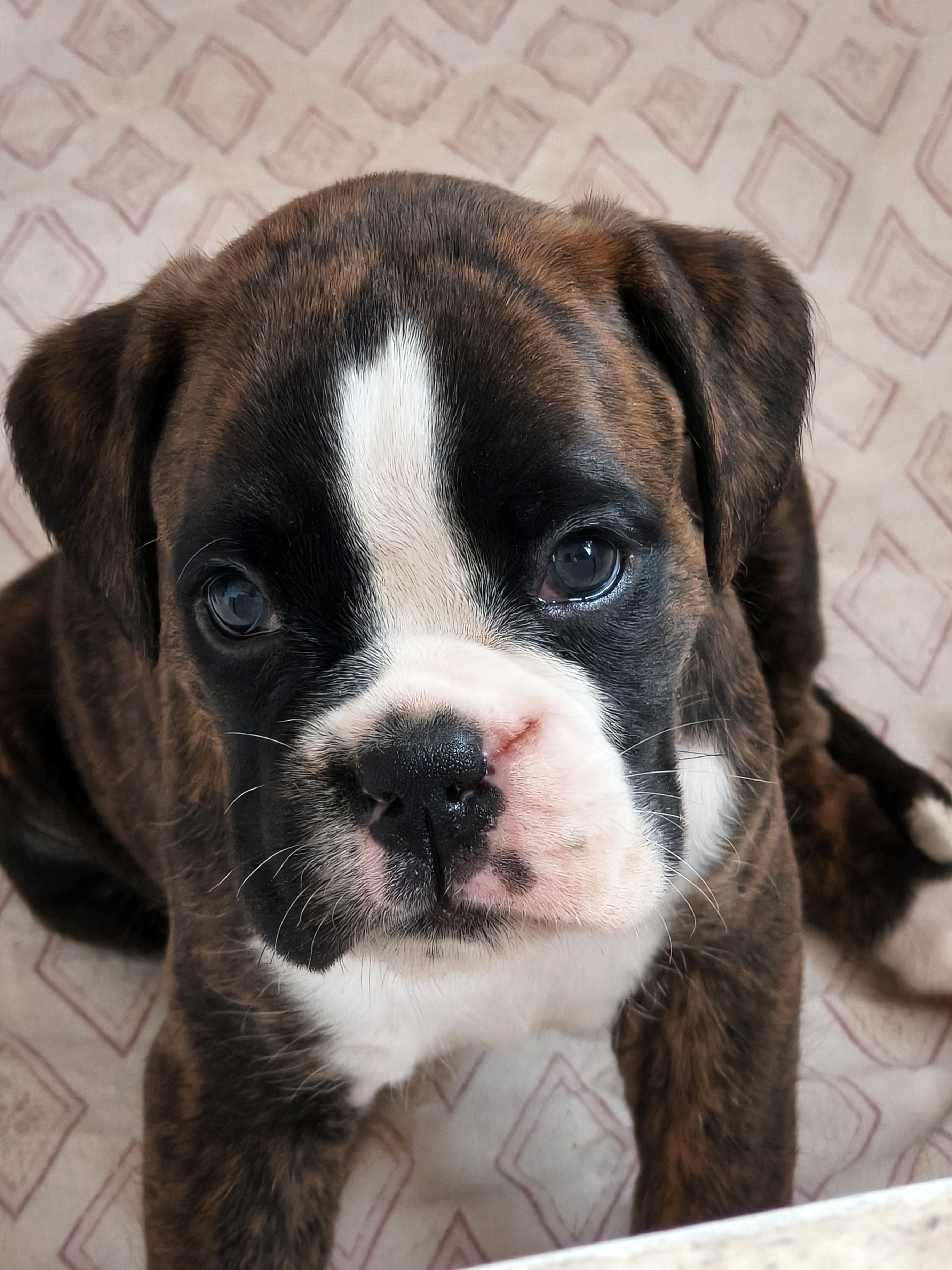 BIMBA 40 JOURS