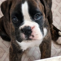 BIMBA 40 JOURS