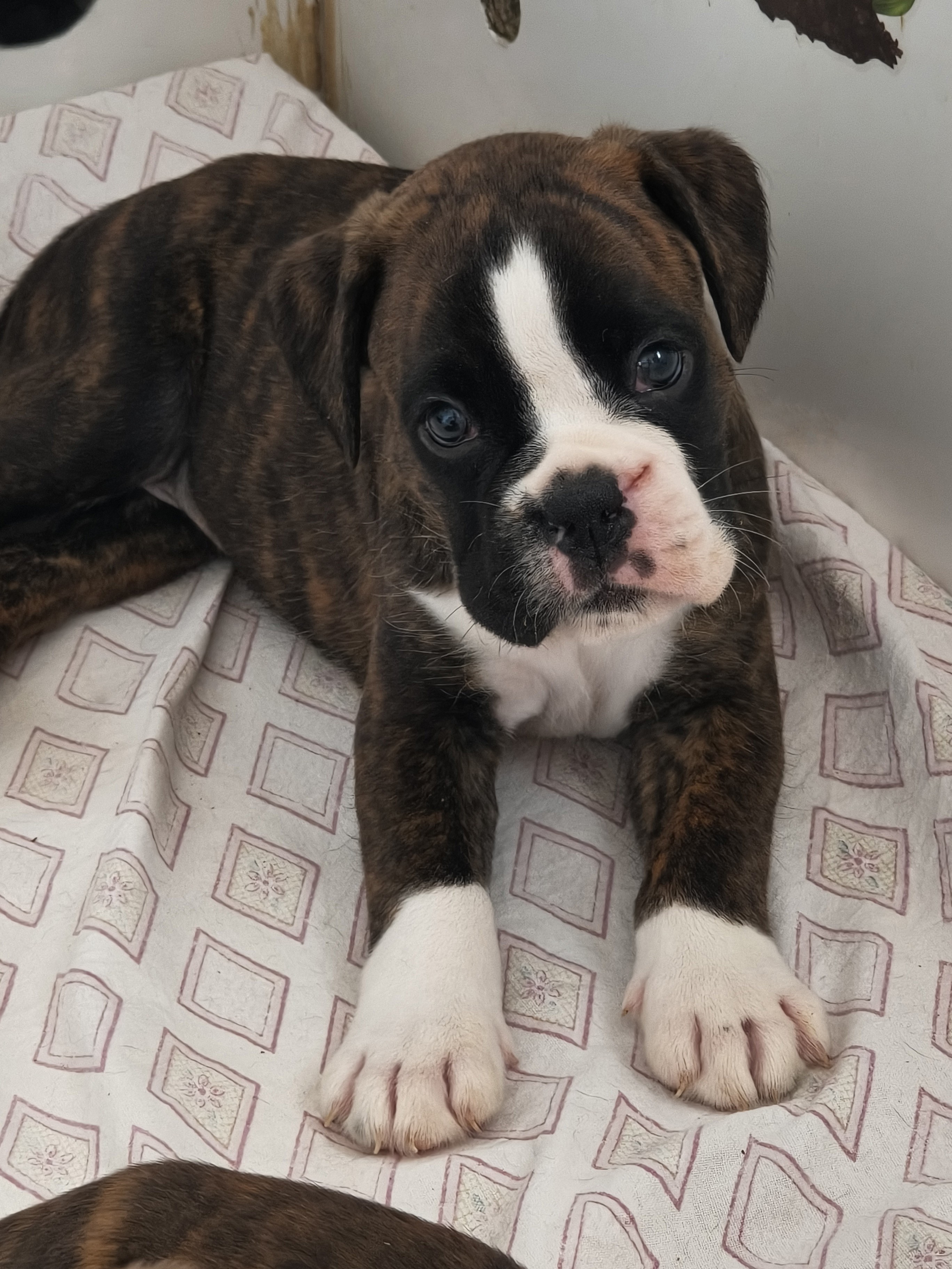 BIMBA 40 JOURS