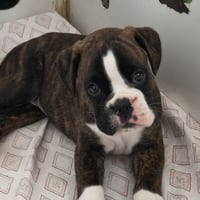 BIMBA 40 JOURS