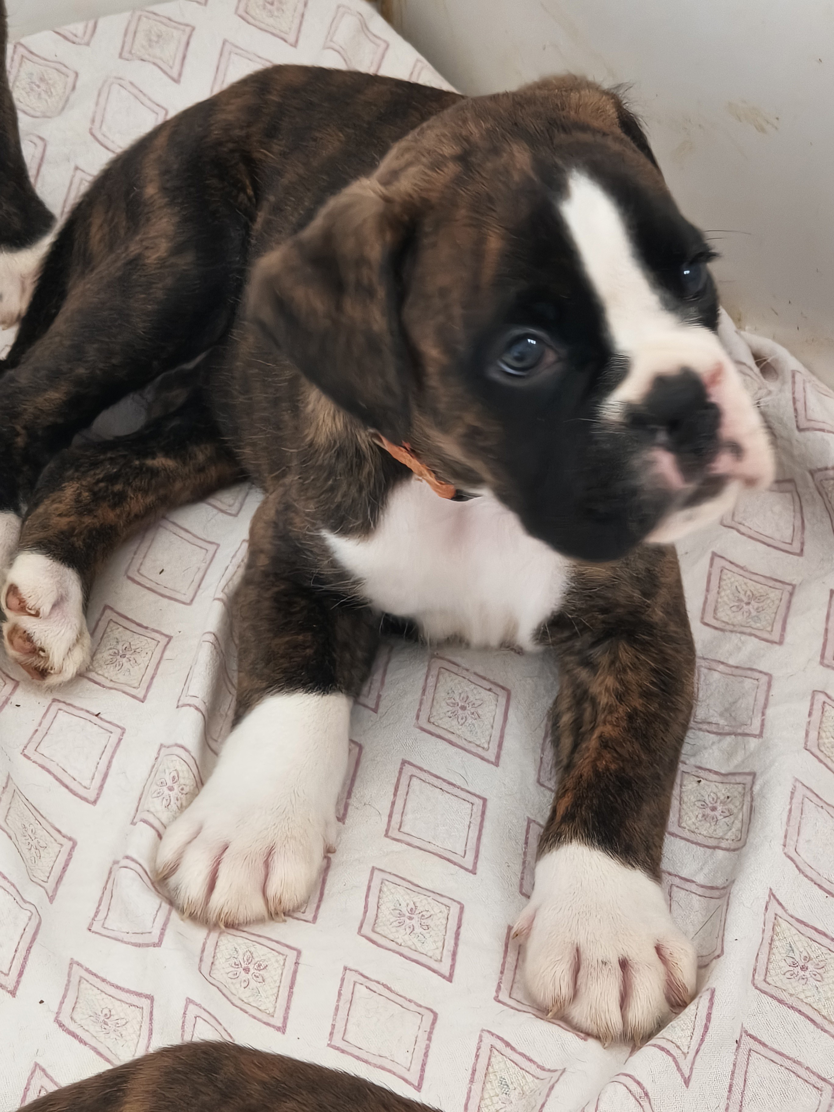 BIMBA 40 JOURS