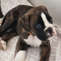 BIMBA 40 JOURS