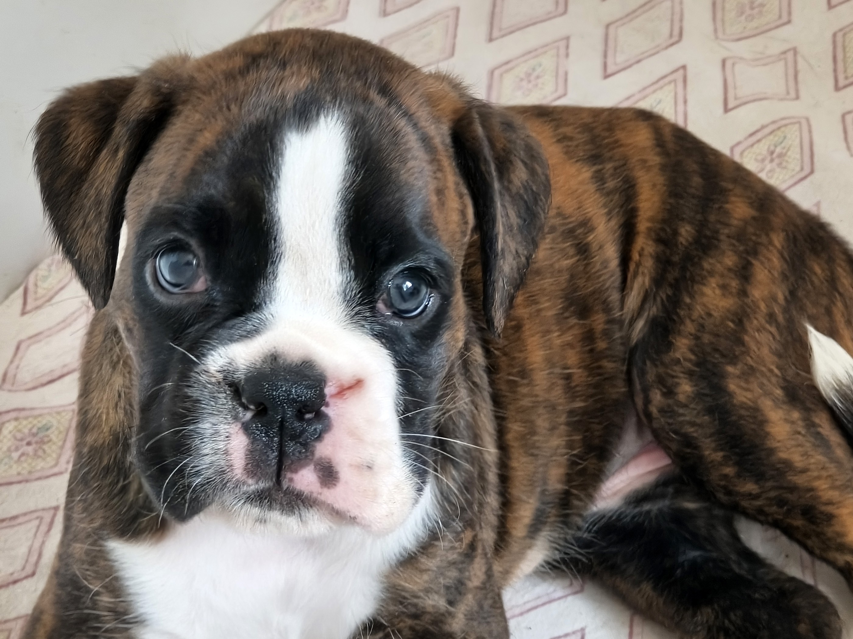 BIMBA 40 JOURS