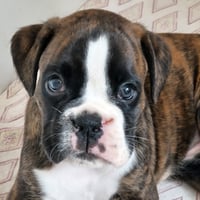 BIMBA 40 JOURS