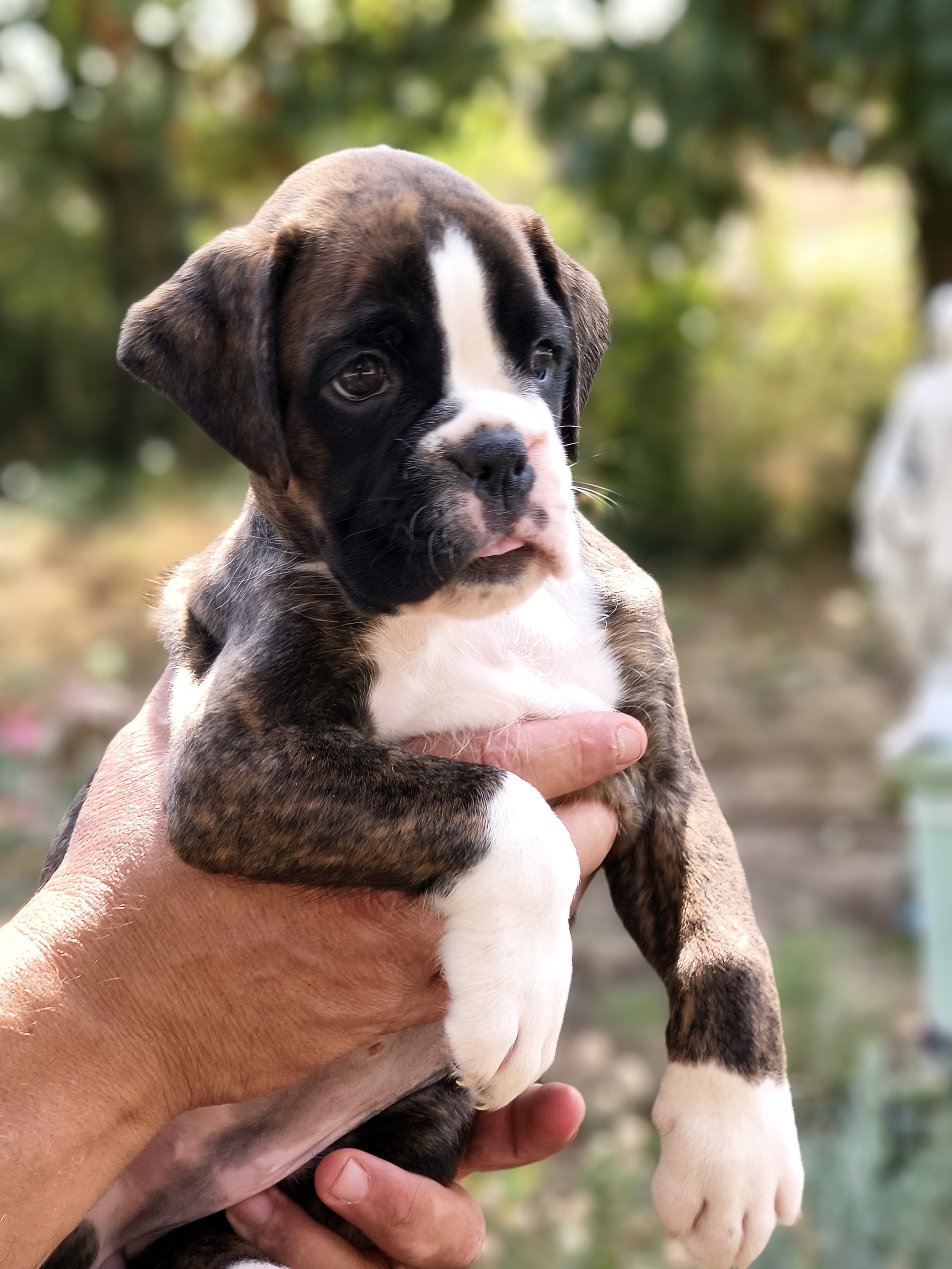 BIMBA 45 JOURS