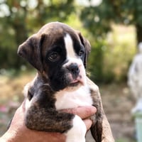 BIMBA 45 JOURS