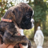 BIMBA 45 JOURS