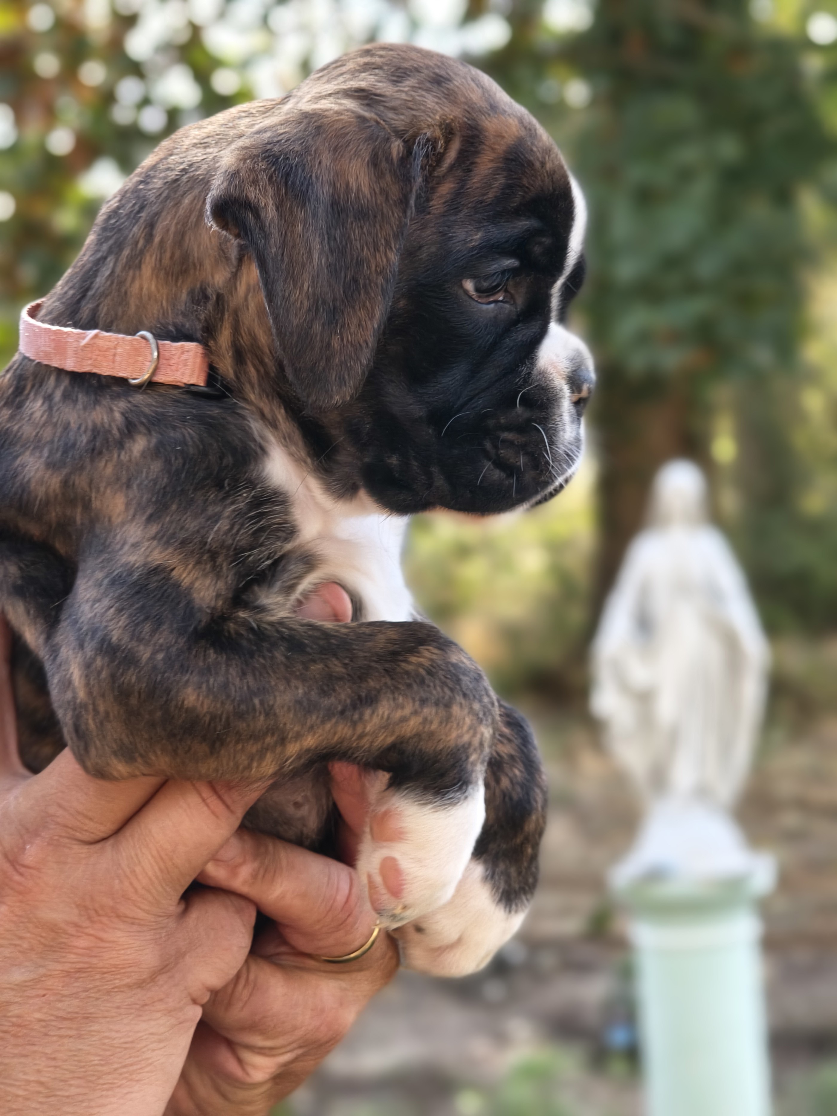 BIMBA 45 JOURS