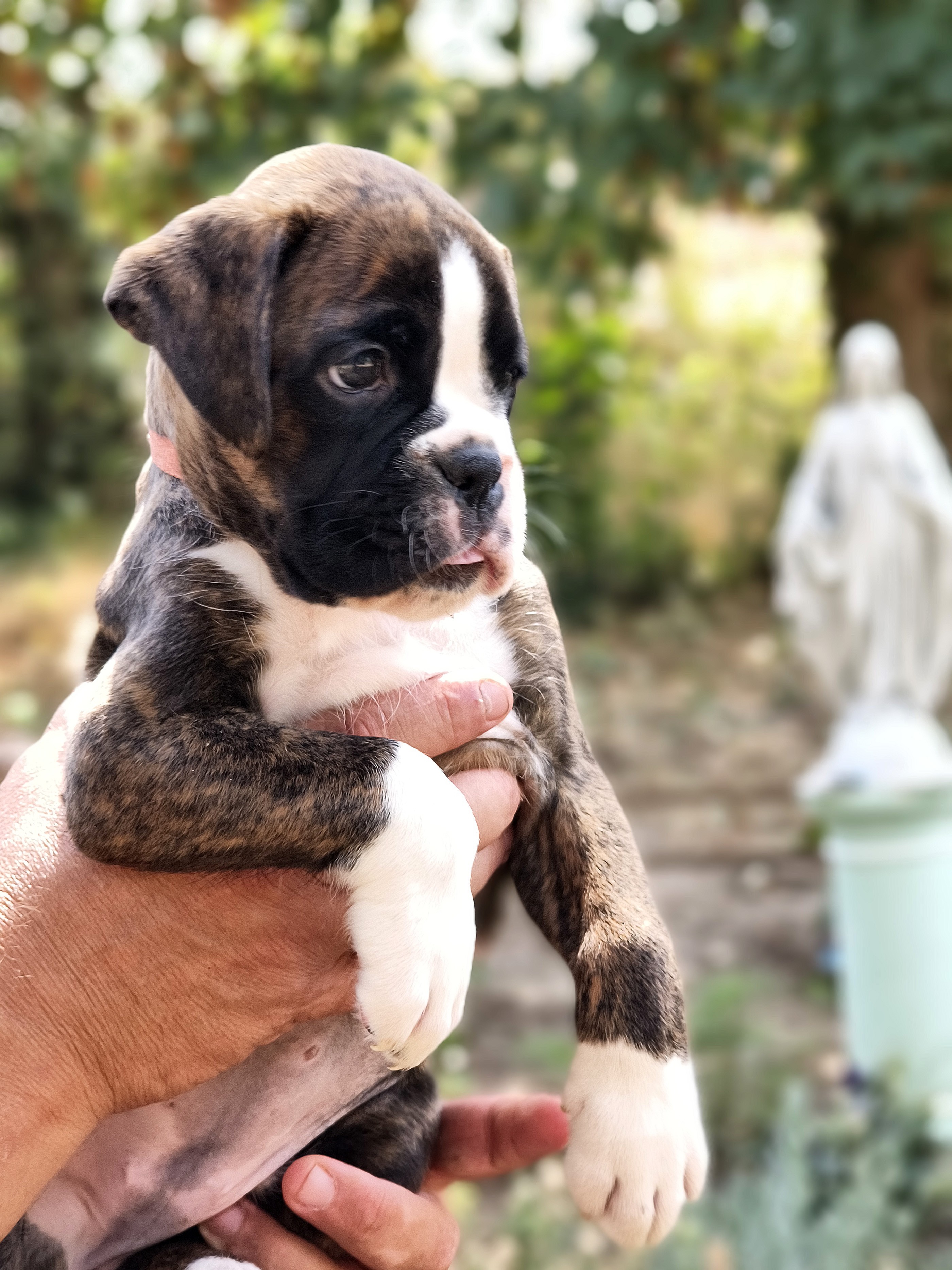 BIMBA 45 JOURS