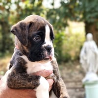 BIMBA 45 JOURS