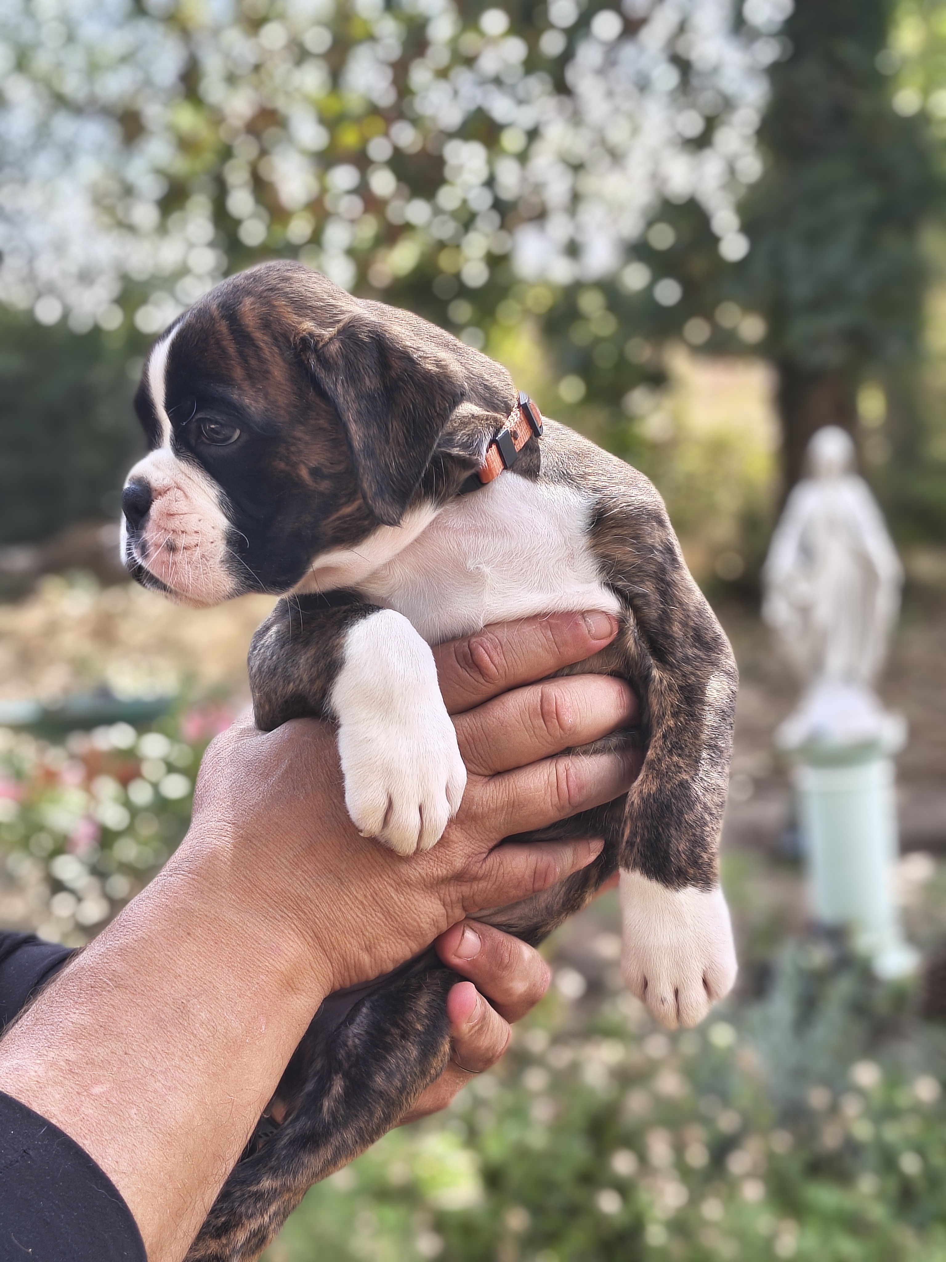 BIMBA 45 JOURS