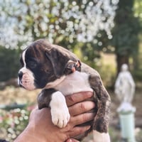 BIMBA 45 JOURS
