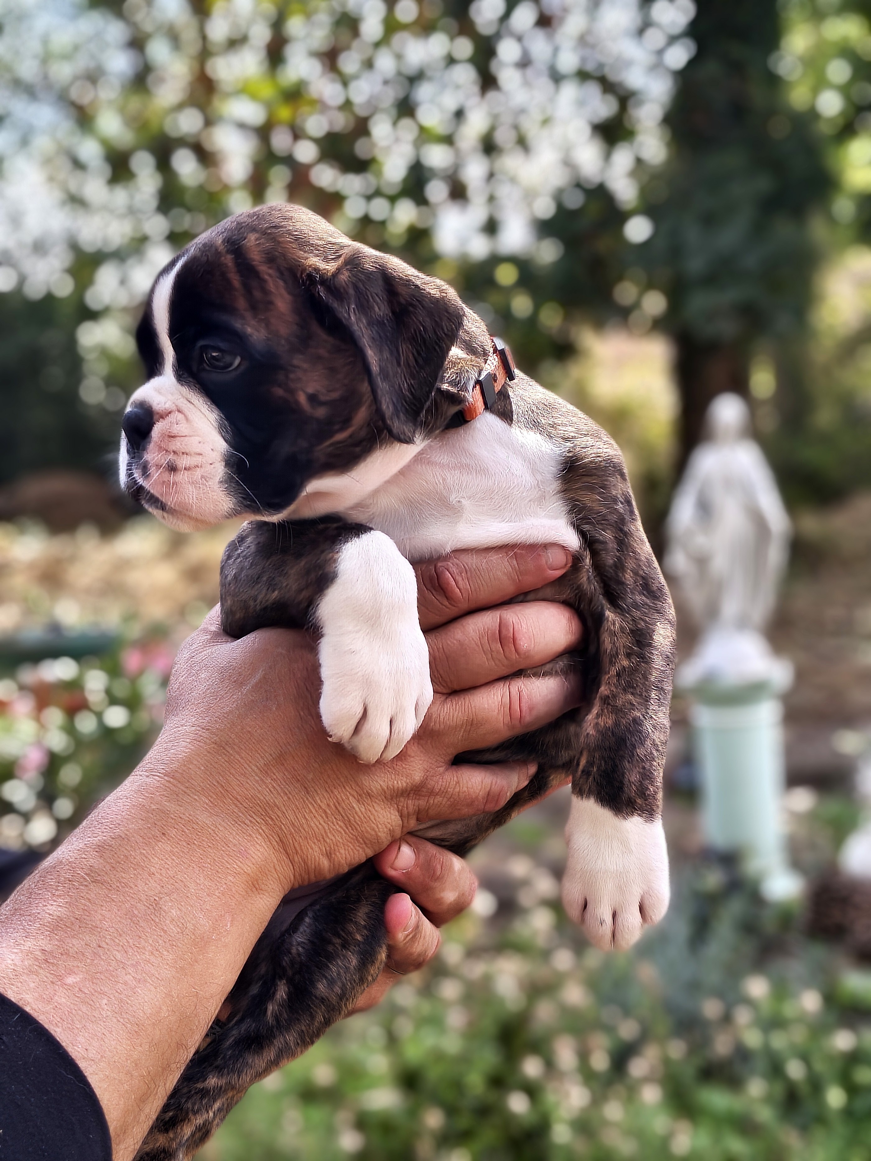 BIMBA 45 JOURS