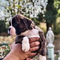 BIMBA 45 JOURS