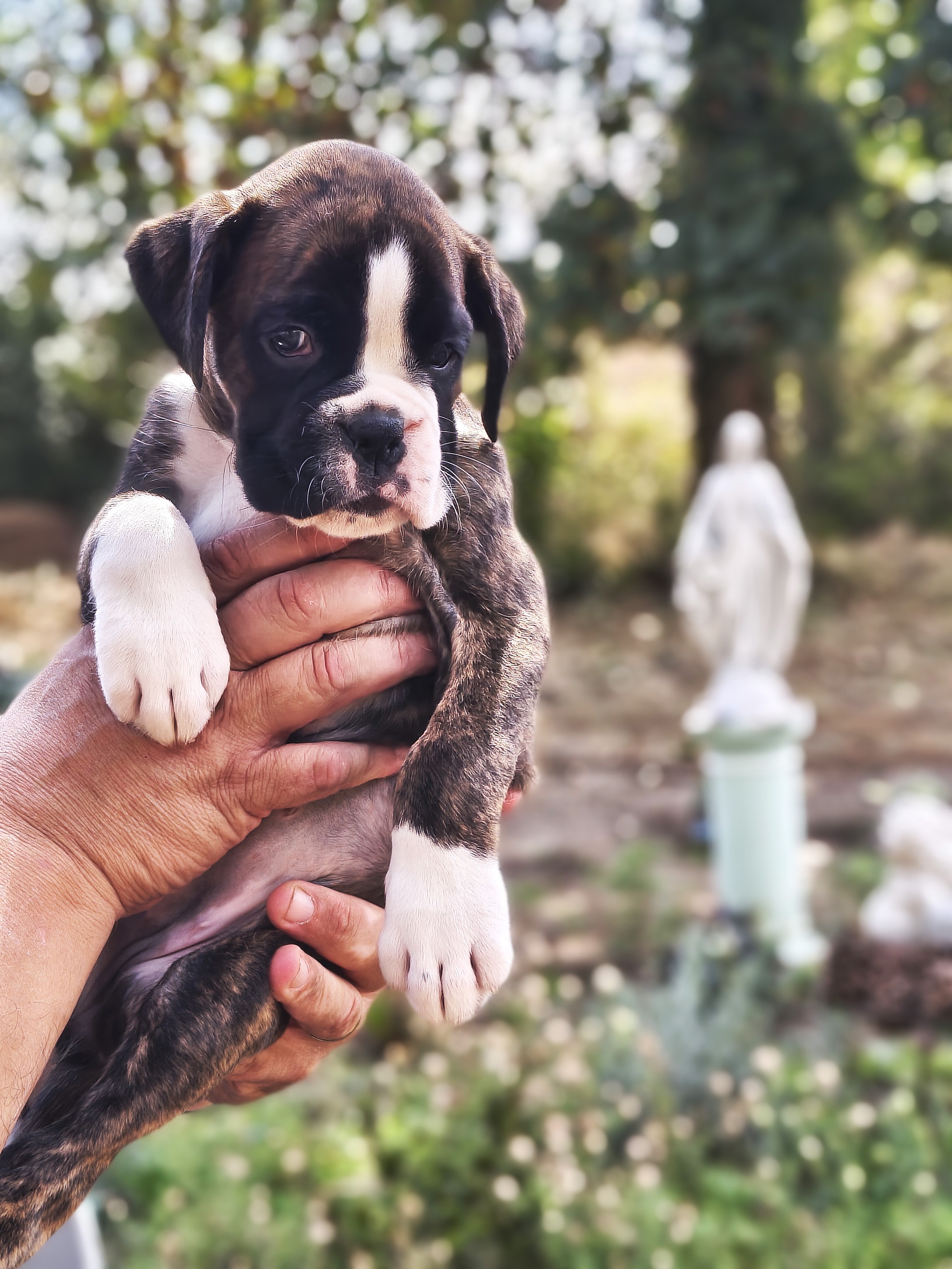 BIMBA 45 JOURS