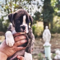 BIMBA 45 JOURS