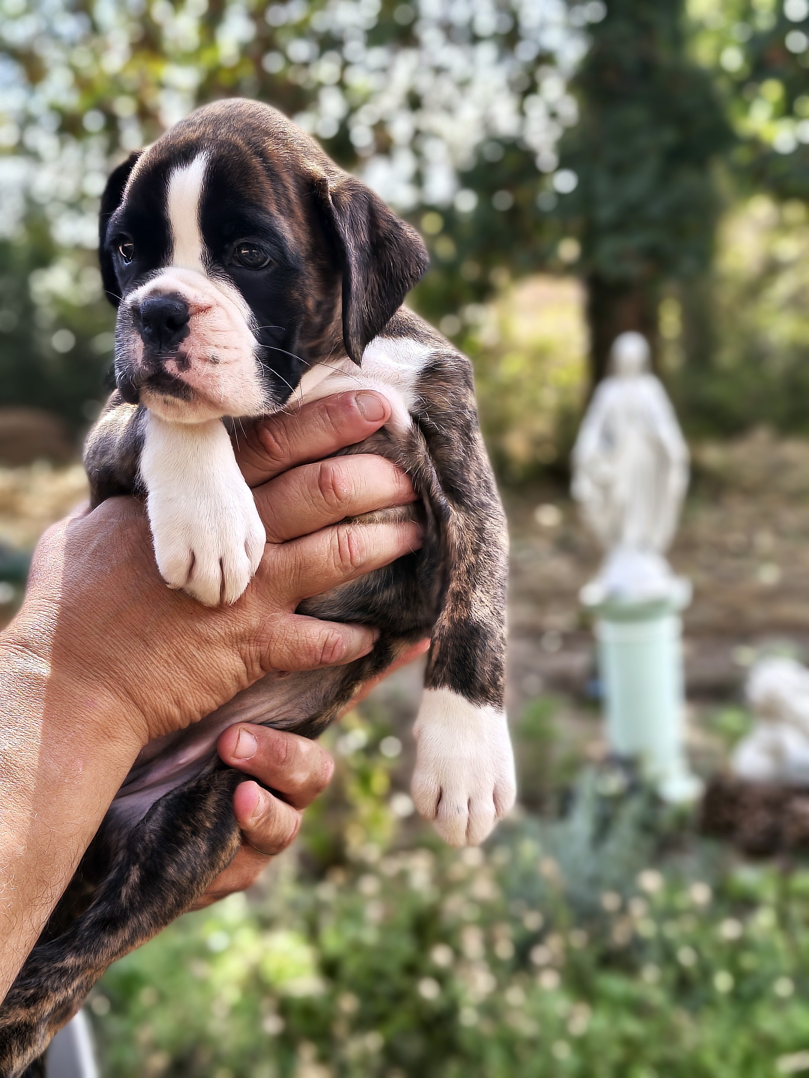 BIMBA 45 JOURS