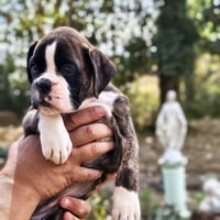 BIMBA 45 JOURS