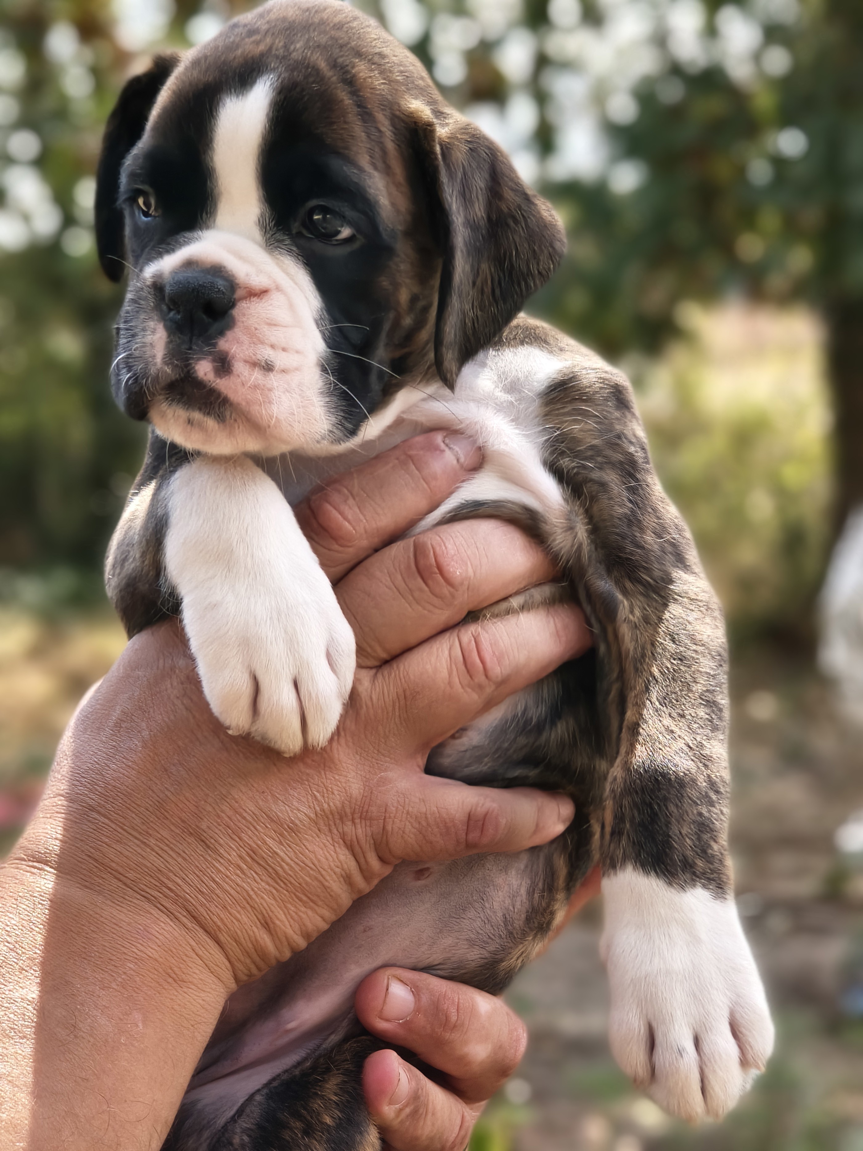 BIMBA 45 JOURS