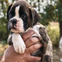 BIMBA 45 JOURS