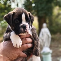 BIMBA 45 JOURS