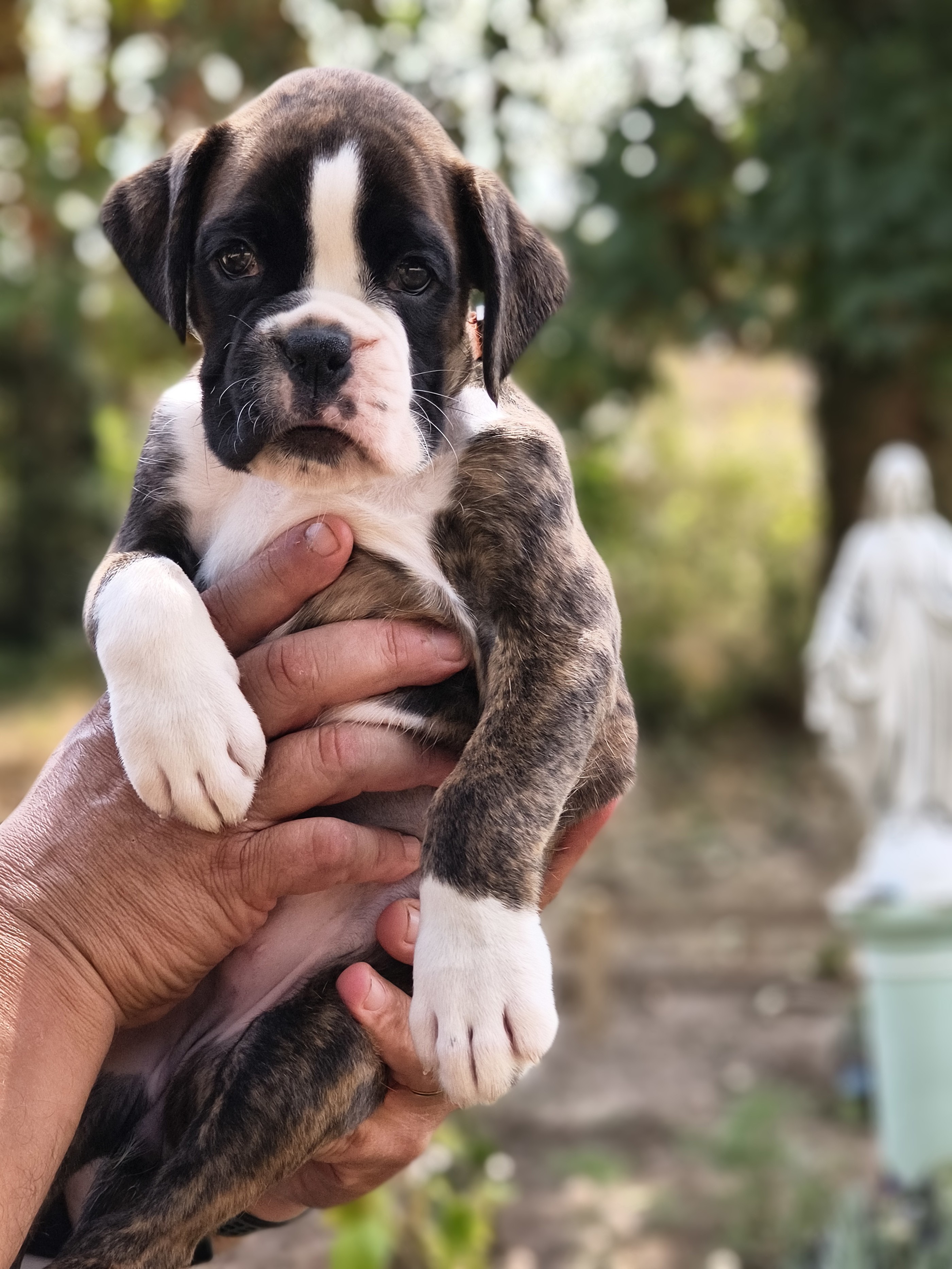 BIMBA 45 JOURS