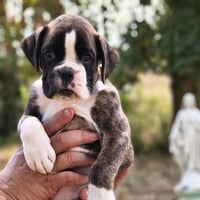 BIMBA 45 JOURS