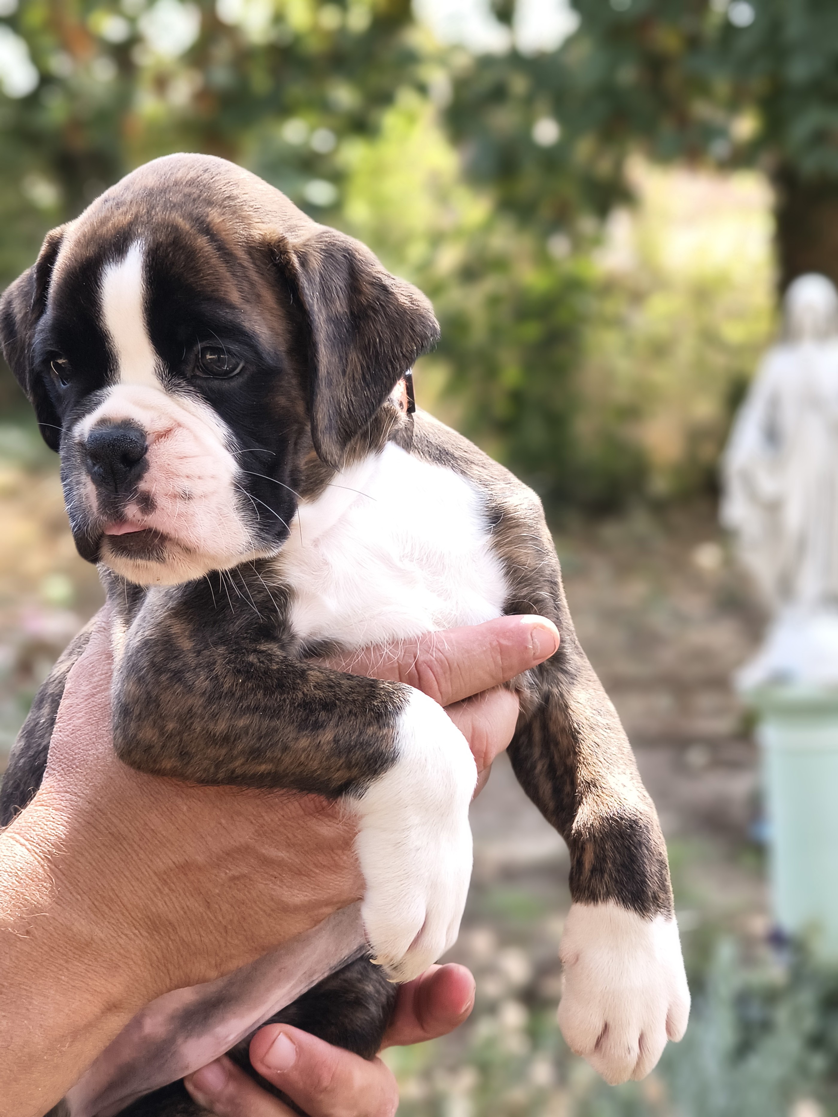 BIMBA 45 JOURS